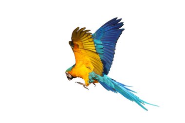 Renkli uçan Mavi ve Altın makav papağanı kırpma yolu ile beyaz arka planda izole.