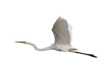 Güzel Doğu Akbalıkçıl kuşu beyaz arka planda izole edilmiş kırpma yolu ile uçar.