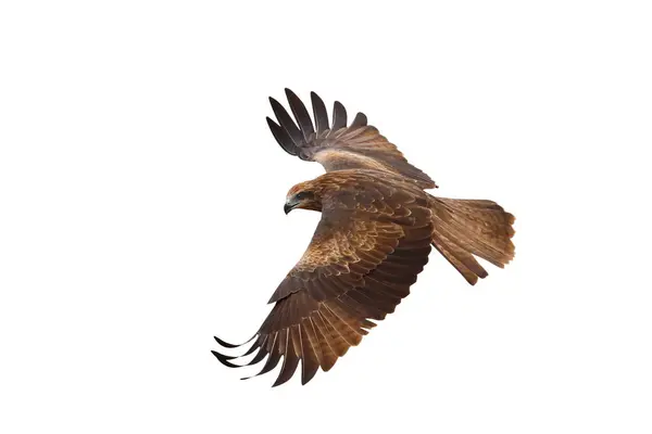 stock image Bird of prey Black kite flying isolated on white background with clipping path.