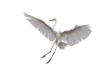 Güzel Doğu Akbalıkçıl kuşu beyaz arka planda izole edilmiş kırpma yolu ile uçar.