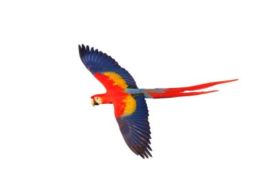 Renkli uçan Kırmızı Macaw papağanı kırpma yolu ile beyaz arkaplanda izole edildi.