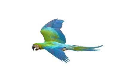 Renkli uçan Buff Gold Macaw papağanı kırpma yolu ile beyaz arka planda izole edildi.