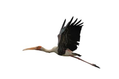 Güzel uçan Boyalı Leylek kırpma yolu ile beyaz arkaplanda izole edildi.