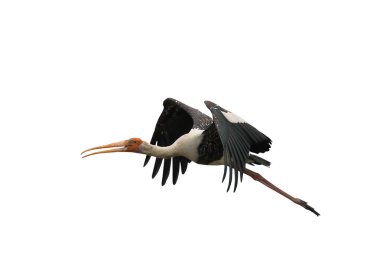 Güzel uçan Boyalı Leylek kırpma yolu ile beyaz arkaplanda izole edildi.