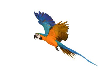 Renkli uçan Mavi ve Altın makav papağanı kırpma yolu ile beyaz arka planda izole.