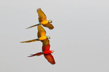 Renkli papağanlar gökyüzünde mutlu bir şekilde uçuyorlar. Özgür uçan kuş