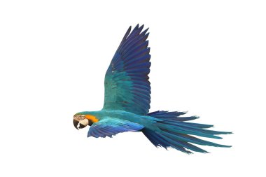 Renkli uçan Mavi ve Altın makav papağanı kırpma yolu ile beyaz arka planda izole.