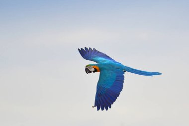 Gökyüzünde uçan güzel Mavi ve Altın Papağan. Özgür uçan kuş
