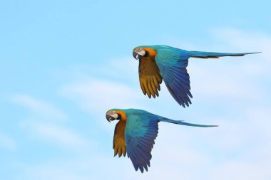 Gökyüzünde uçan güzel Mavi ve Altın Papağanlar. Özgür uçan kuş