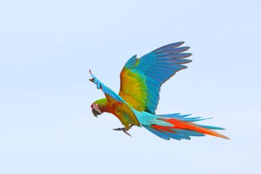 Gökyüzünde uçan renkli Shamlet Macaw papağanı. Özgür uçan kuş