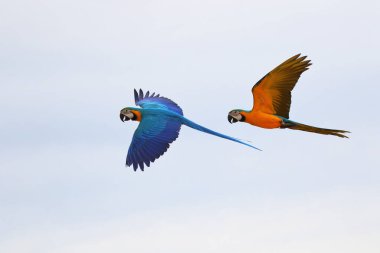 Gökyüzünde uçuşan mavi ve altın renkli papağanlar. Özgür uçan kuş
