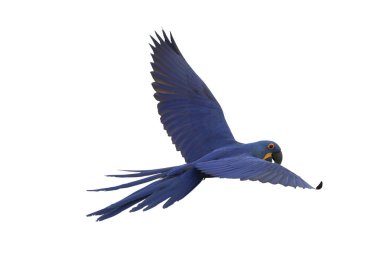 Güzel uçan sümbül papağanı beyaz arka planda kırpma yolu ile izole edilmiş. Papağan kralı