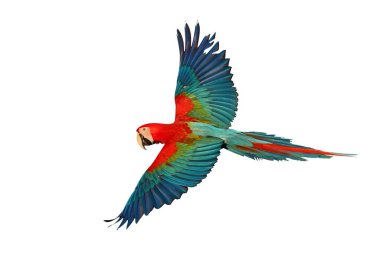 Renkli uçan Yeşil Kanatlı Macaw papağanı kırpma yolu ile beyaz arkaplanda izole edildi.