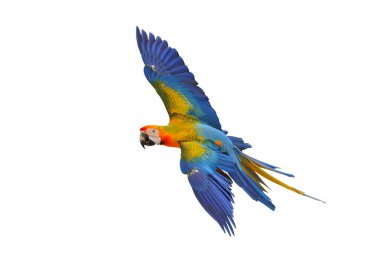 Uçan renkli Camelot papağanı beyaz arka planda kırpma yolu ile izole edilmiş..