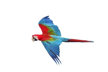 Renkli uçan Yeşil Kanatlı Macaw papağanı kırpma yolu ile beyaz arkaplanda izole edildi.