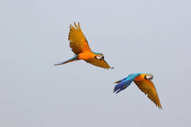 Gökyüzünde uçan güzel papağanlar. Özgür uçan kuş