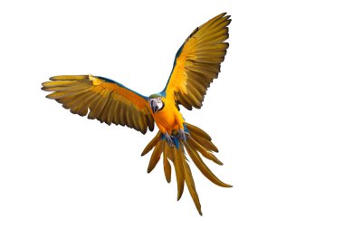 Renkli uçan Mavi ve Altın makav papağanı kırpma yolu ile beyaz arka planda izole.