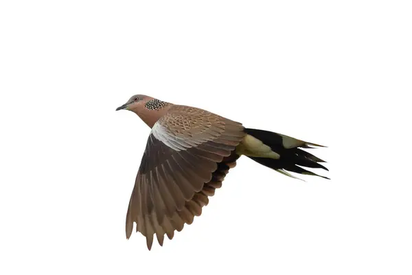 stock image Spotted dove flying isolated on white background with clipping path.