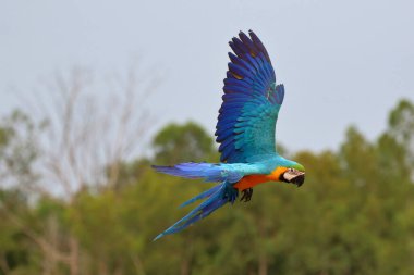 Beautiful Macaw parrot flying in the park. Free flying bird clipart