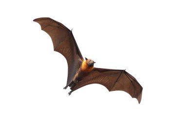 Beyaz arka planda klipsli güzel uçuşlar. Lyle 'ın uçan tilkisi.