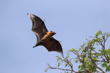 Ormanda uçan güzel yarasa. Lyle 'ın uçan tilkisi