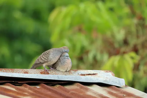 Stock image Spotted doves snuggled up against each other on the roof.