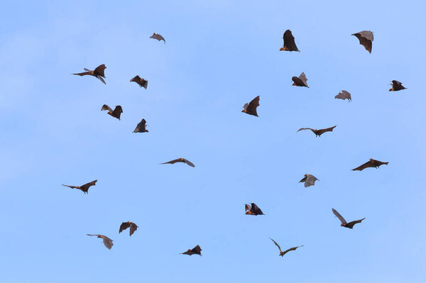 Beautiful Bats flying in the blue sky, Freedom concept
