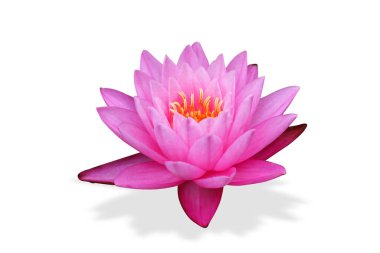 Beyaz arka planda izole edilmiş gölgeyle açan pembe nilüfer çiçeği. kırpma yolu olan dosya.