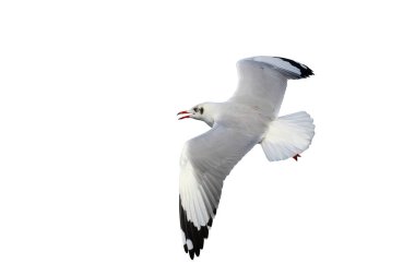 Güzel martı kırpma yolu ile beyaz zemin üzerinde yalıtılmış uçuyor.