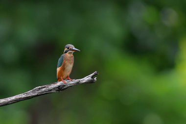 Yaygın balıkçı kuşu kuru bir dala tüneyip yiyecek arıyor..
