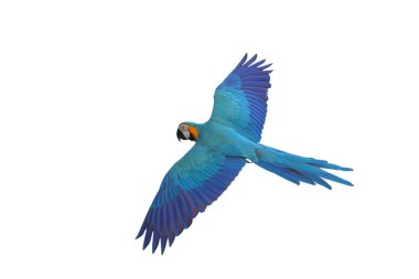 Renkli uçan Mavi ve Altın makav papağanı kırpma yolu ile beyaz arka planda izole.