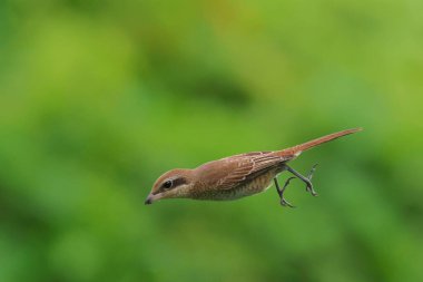 Yeşil doğayla iç içe atlayan güzel kahverengi örümcekler..