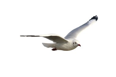 Beautiful seagull flying isolated on white background with clipping path. clipart