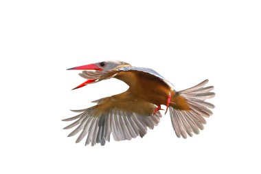 Güzel Leylek gagalı Kingfisher beyaz arka planda kırpma yolu ile yalıtılmış uçuyor.