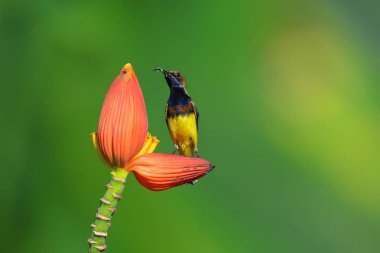 Güzel zeytin sırtı güneş kuşu muz çiçeğinin üzerine tüneyerek nektarı emiyor..