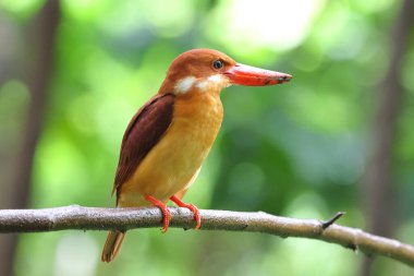 Güzel bir Ruddy Kingfisher bir dala tünemiş ve yiyecek arıyordu..