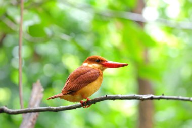 Güzel bir Ruddy Kingfisher bir dala tünemiş ve yiyecek arıyordu..