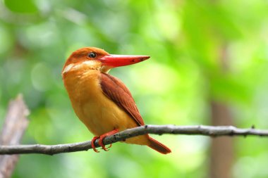 Güzel bir Ruddy Kingfisher bir dala tünemiş ve yiyecek arıyordu..