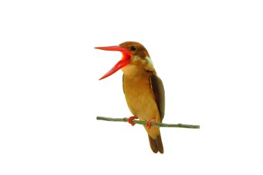 Beautiful Ruddy Kingfisher isolated on white background with clipping path. clipart