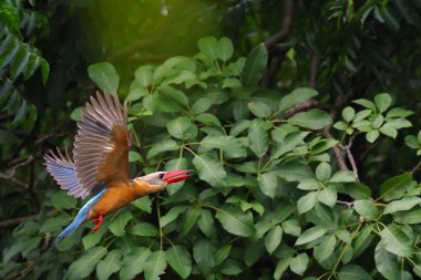 Güzel Leylek gagalı Kingfisher ormanda uçuyor.