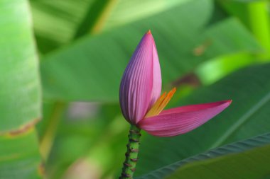 Bahçede açan pembe muz çiçeği.