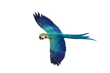 Renkli uçan Mavi ve Altın makav papağanı kırpma yolu ile beyaz arka planda izole.