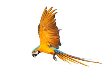 Renkli uçan Mavi ve Altın makav papağanı kırpma yolu ile beyaz arka planda izole.
