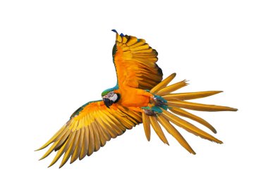 Renkli uçan Mavi ve Altın makav papağanı kırpma yolu ile beyaz arka planda izole.