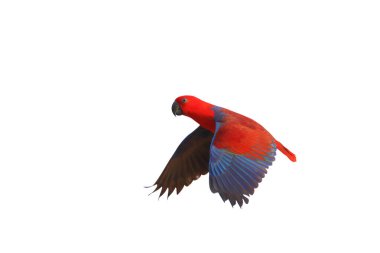 Colorful flying Eclectus parrot isolated on white background with clipping path. clipart