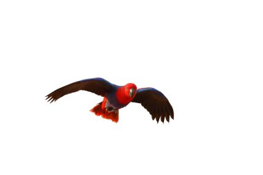 Renkli uçan Eclectus papağanı kırpma yolu ile beyaz arkaplanda izole edildi.