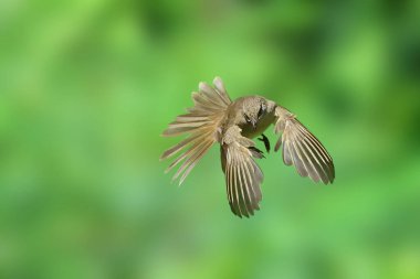 Beautiful Streak-eared Bulbul flying on green nature background. clipart