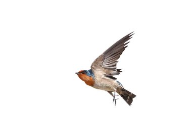 Güzel uçan Pasifik Kırlangıcı beyaz arka planda kırpma yolu ile izole edilmiş..