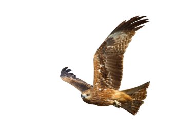 Bird of prey Black kite flying isolated on white background with clipping path. clipart