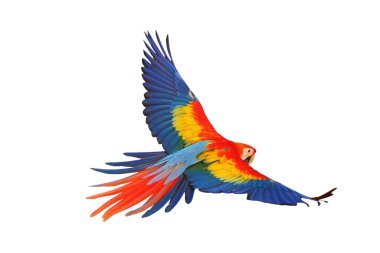Renkli uçan Kırmızı Macaw papağanı kırpma yolu ile beyaz arkaplanda izole edildi.
